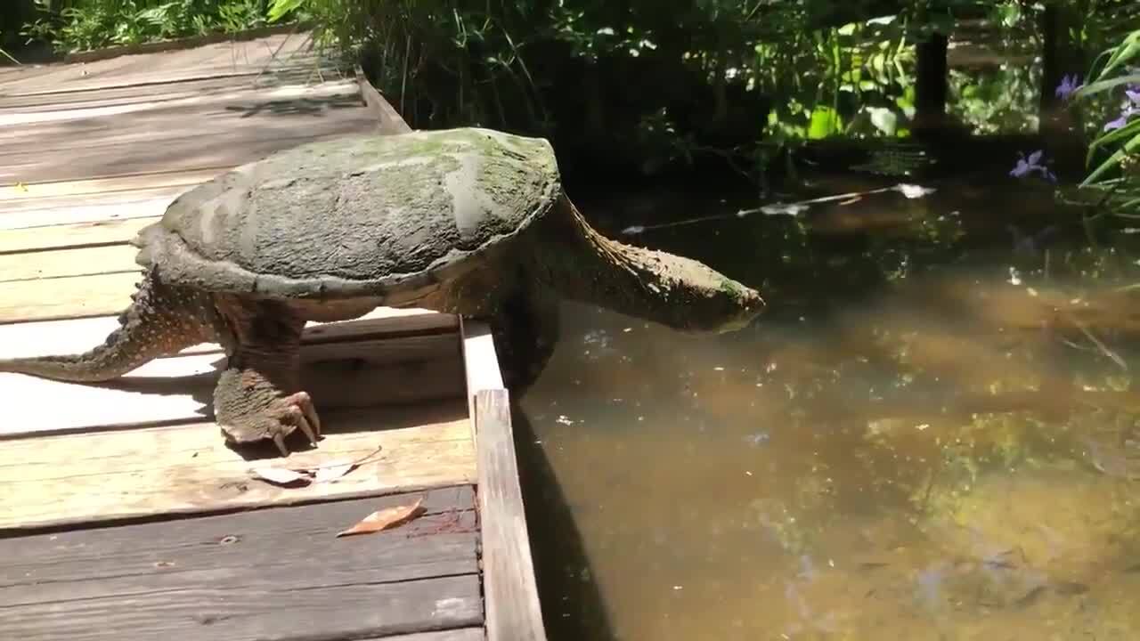 Turtle’s very slow high dive becomes a hit on social media