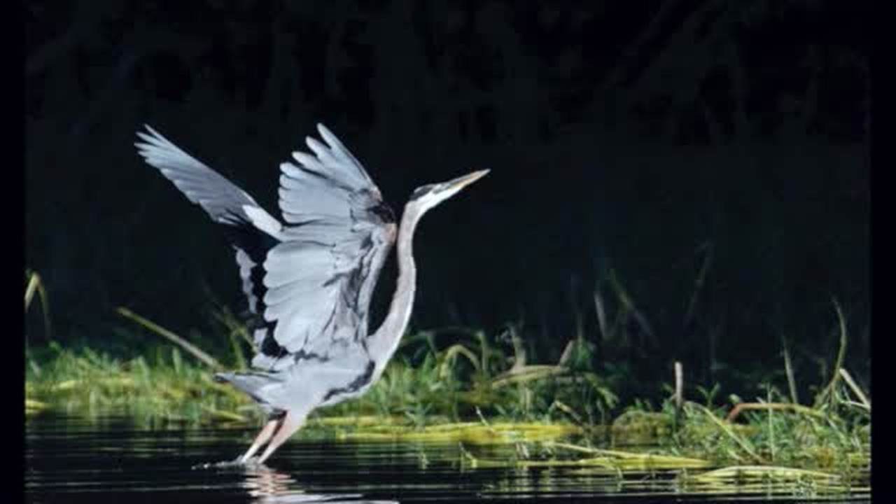 Catawba River 9 archival video.mp4