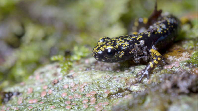 Hickory Nut Gorge green salamander fights for survival