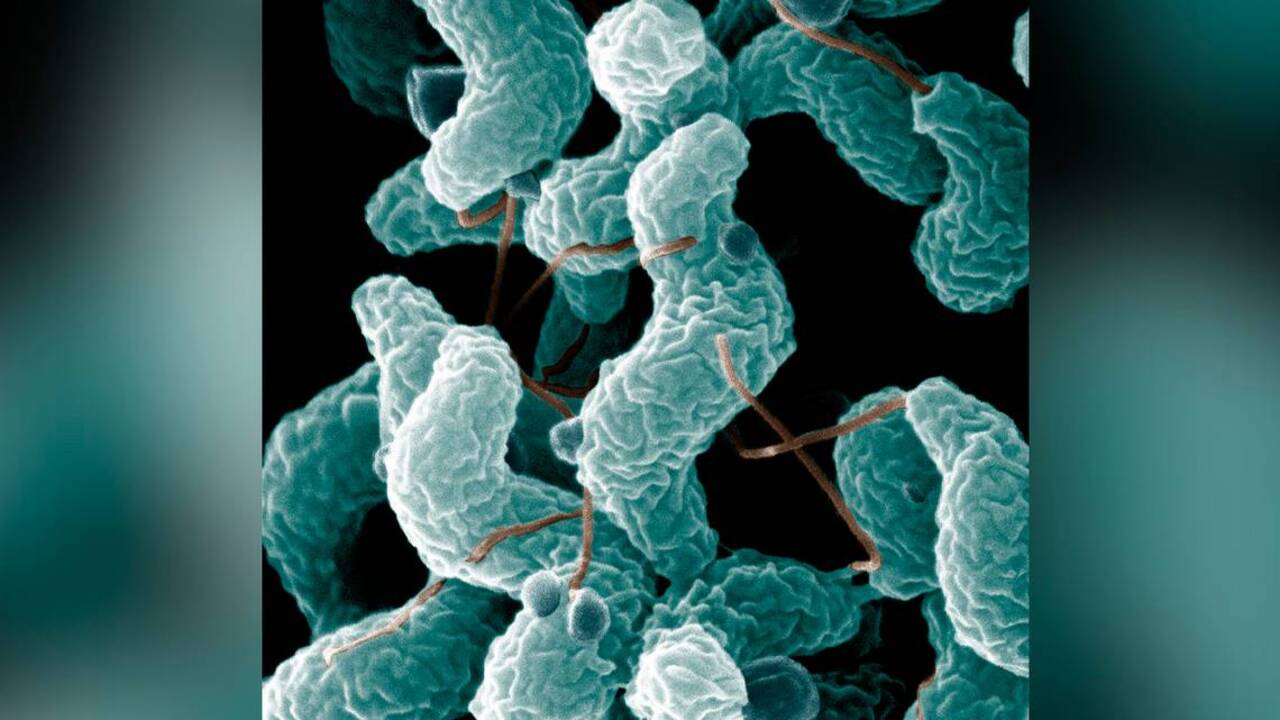 Poop from puppies is giving people massive diarrhea