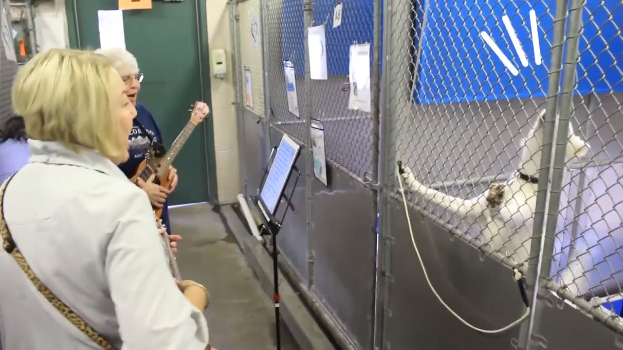 Watch cute video of ukulele players perform for shelter dogs