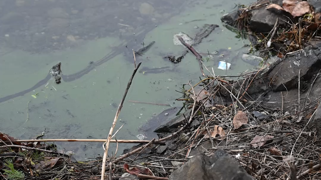 Lakewood tests American Lake for toxic algae bloom