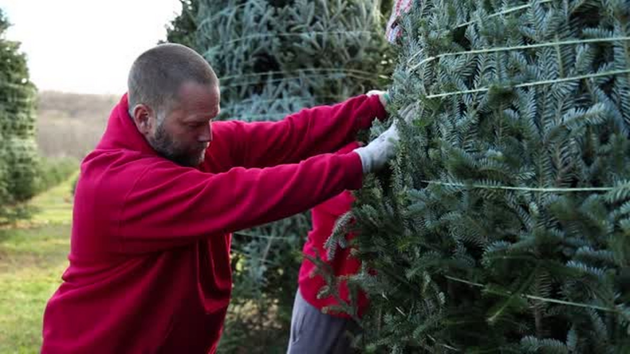 What it takes to be a White House Christmas tree