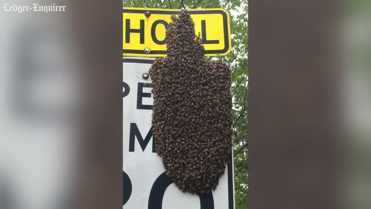 Video: Watch as bees take over speed limit sign