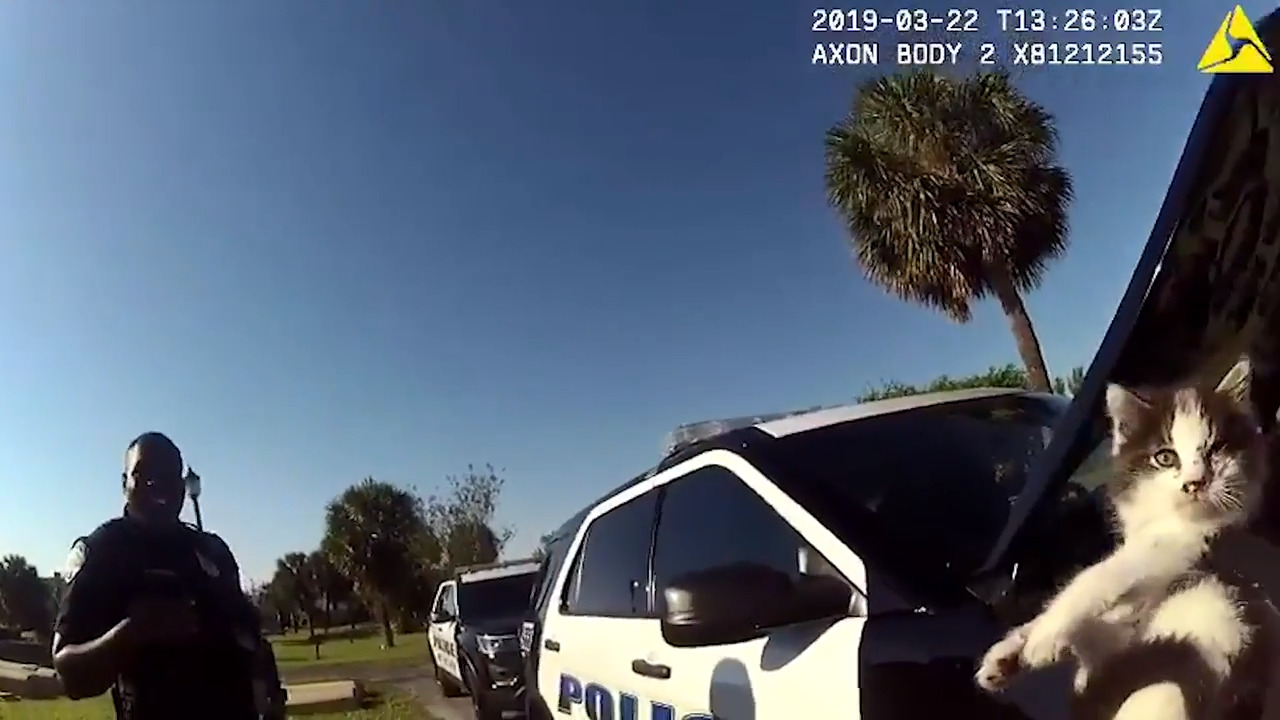 Police rescue kitten from patrol car engine