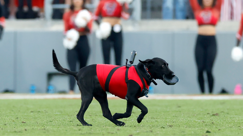 Beloved mascot ‘Ripken The Bat Dog’ who won fans on fields in Durham, NC State and all over, has died
