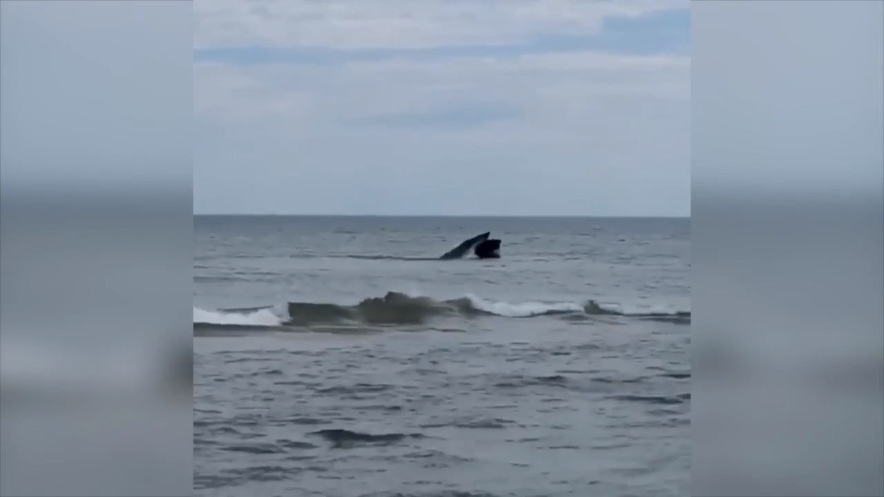 Now’s the time to see whales migrating past NC. Two humpbacks just made an appearance