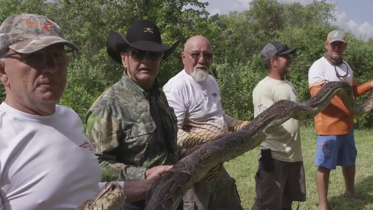 Men caught a 16ft python with 50 eggs in the Everglades