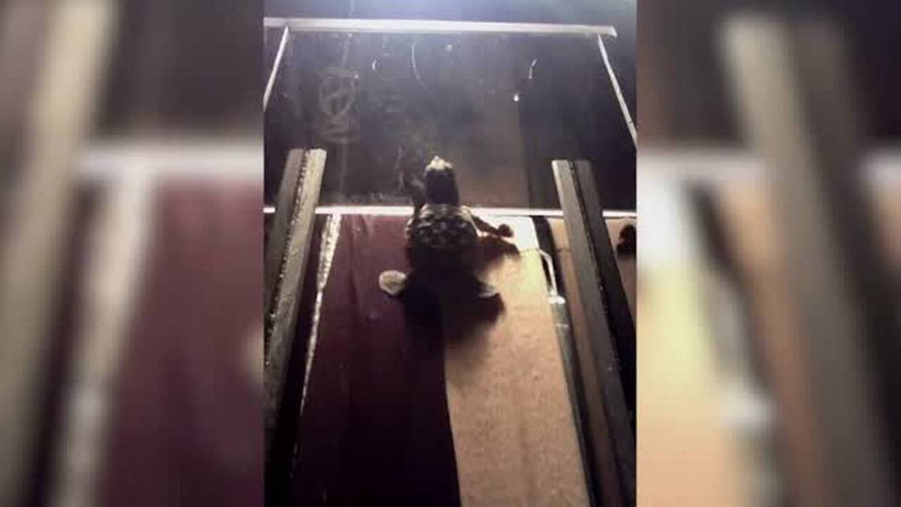 Ready, set, crawl: Tiny treadmills test baby sea turtle’s endurance