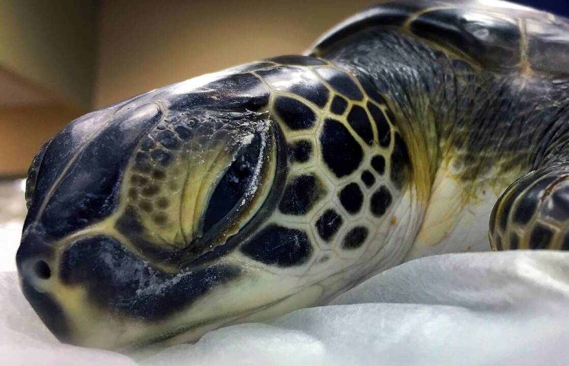Rescued green sea turtles receive care at Triangle Veterinary Referral Hospital         