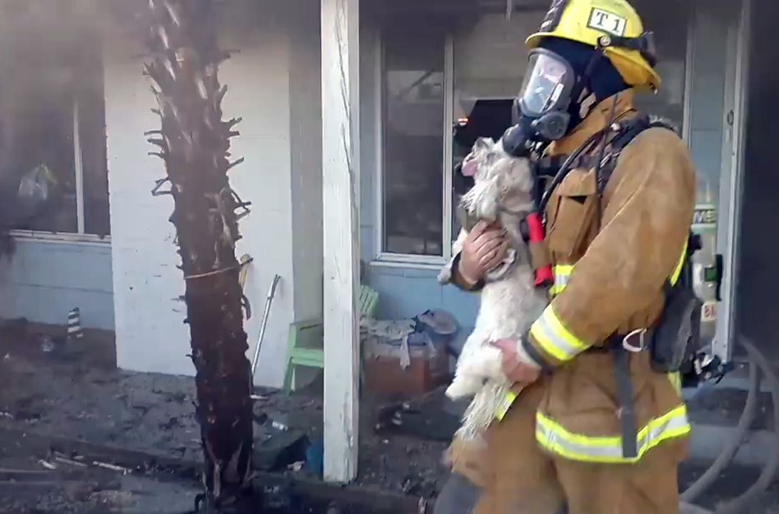 Firefighters successfully revive small dog pulled unresponsive from a house fire California