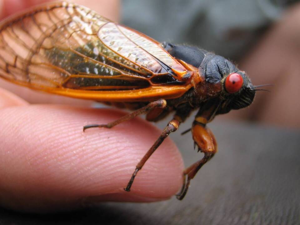 The emergence of an insect army may be delayed slightly in Kentucky. Here’s why