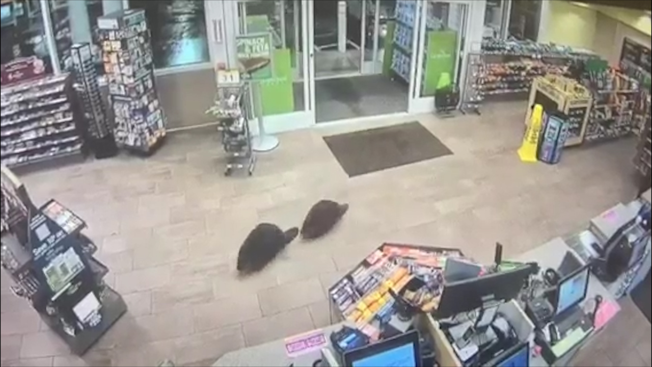 Beavers wander into Massachusetts store