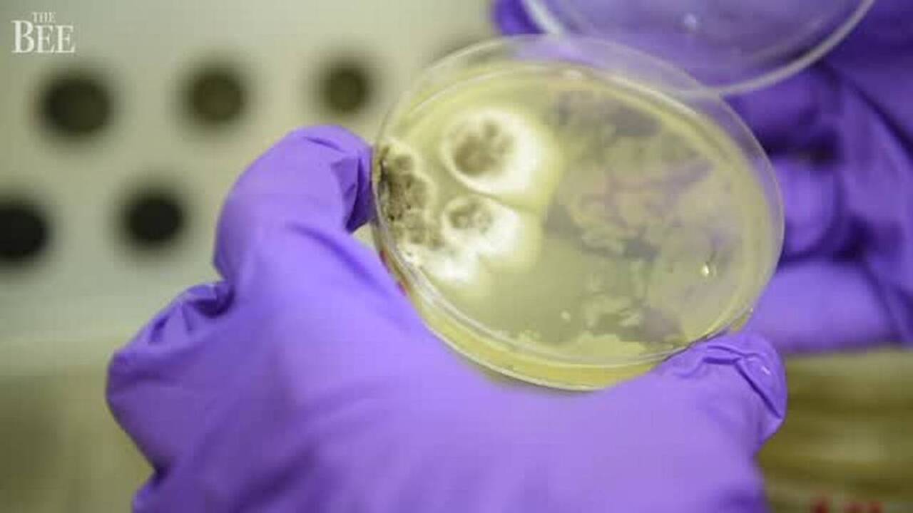 Deadly bacteria and fungus found in cannabis samples from Northern California