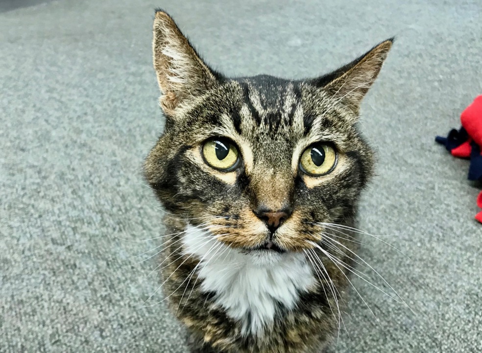 Pet Tales: Meet Joseph, a mellow tabby cat looking for his forever home