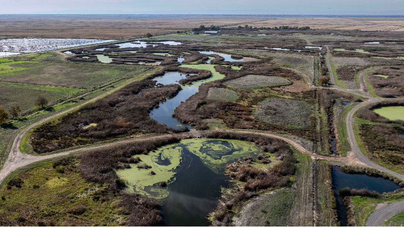 What is the Natomas Basin? See the wildlife area home to the giant garter snake