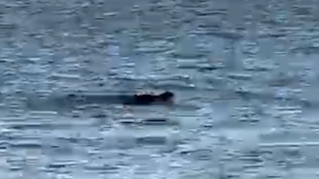 Tri-Cities fitness trainer attacked by crocodile. It shook him like a ‘dog with a rag toy’