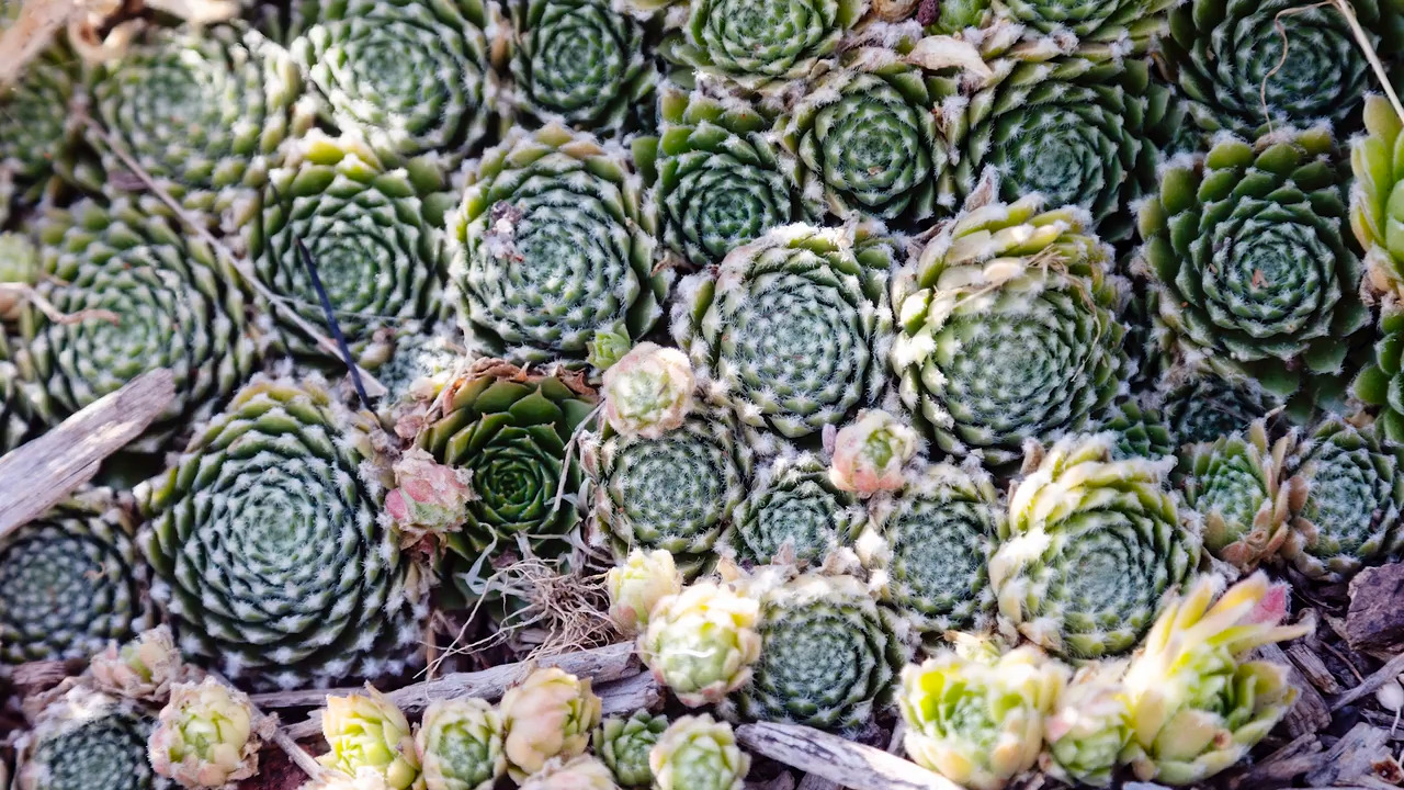 This type of garden requires little to no water