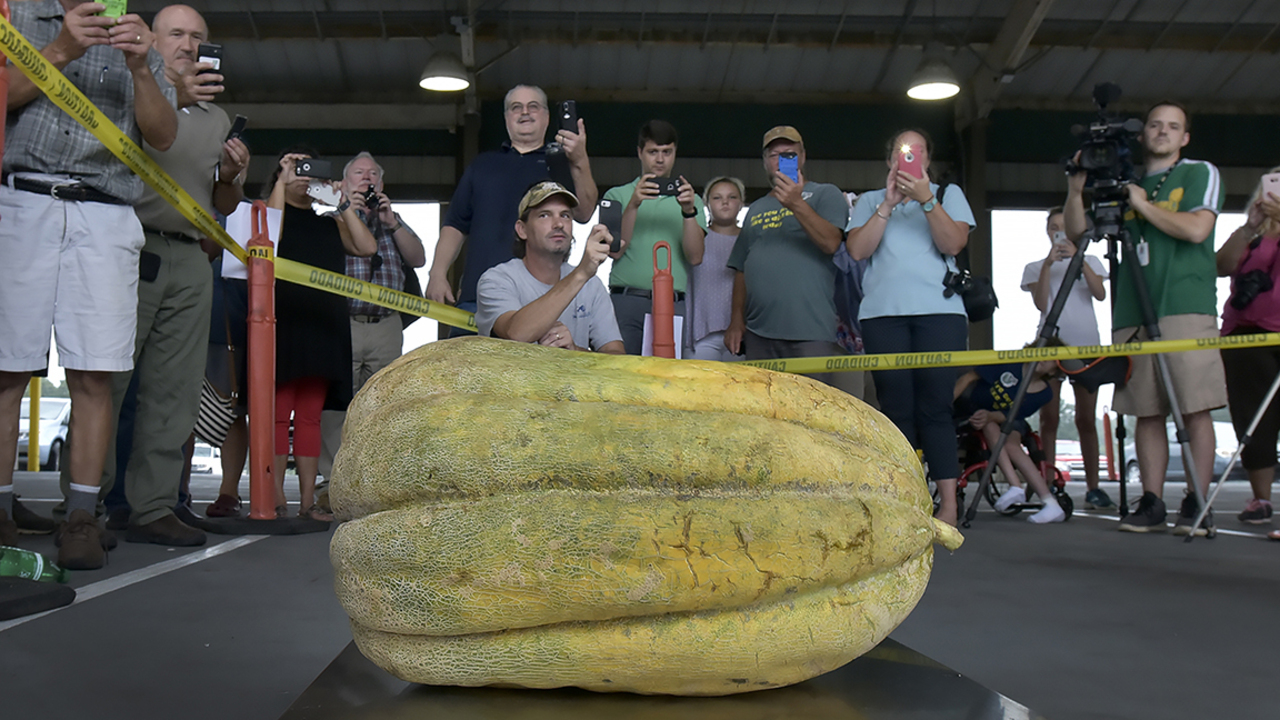 A cantaloupe breaking the Guinness World Record, grown right here in NC
