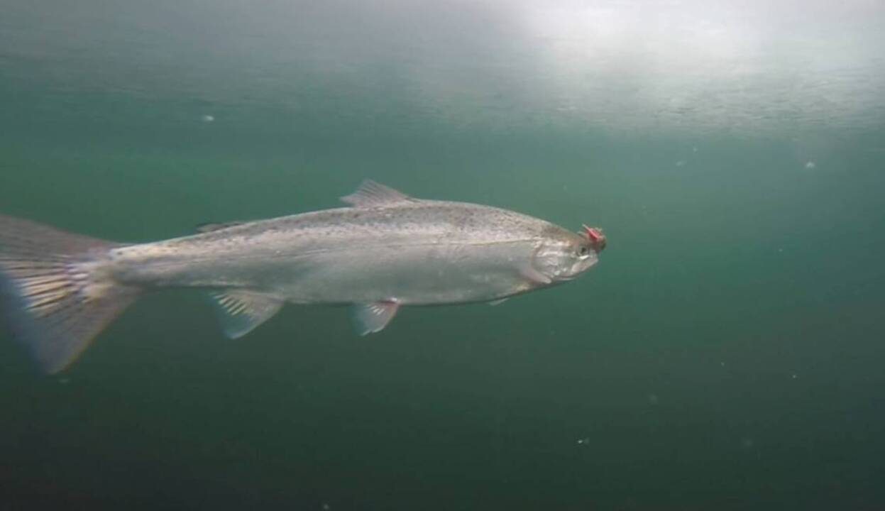 A fish-eye lens: Here’s what happens under the ice as a fish is hauled in