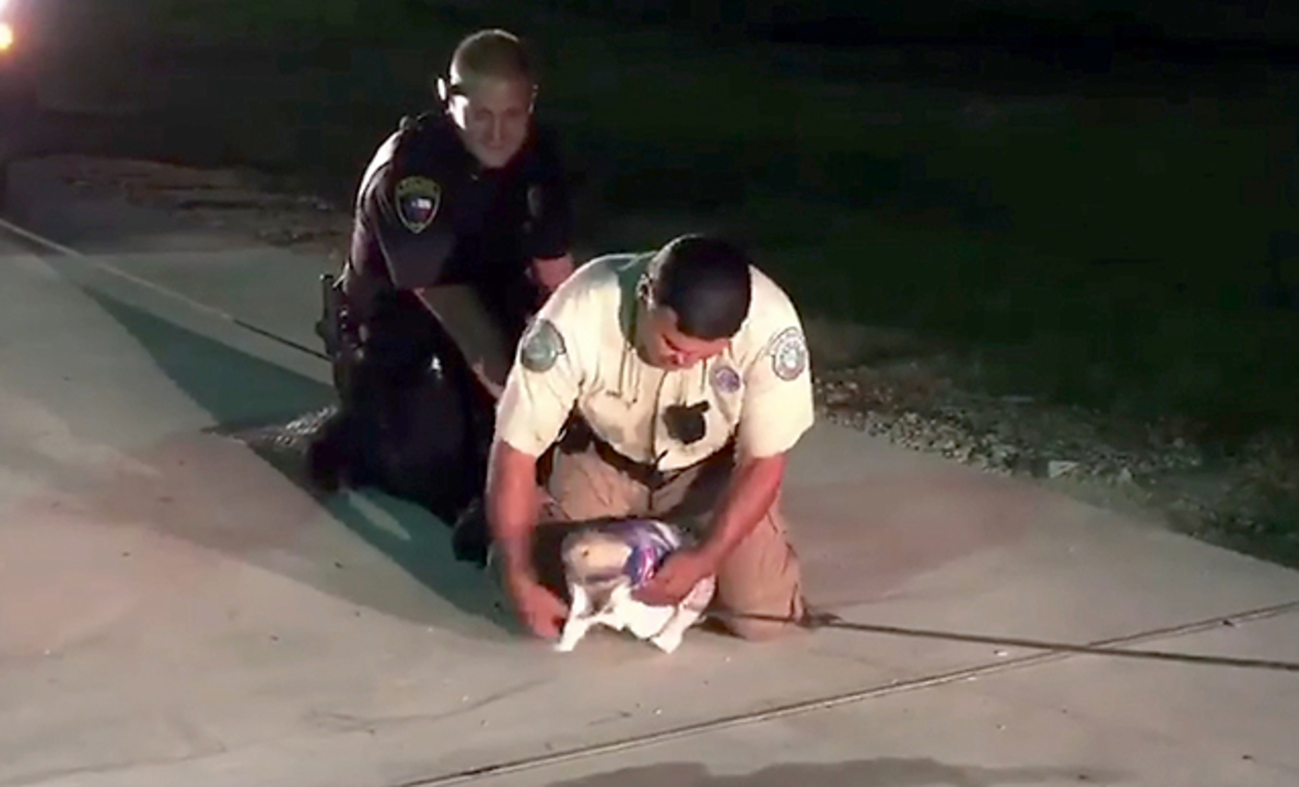 Alligators of Walmart: Stopped by police in Texas