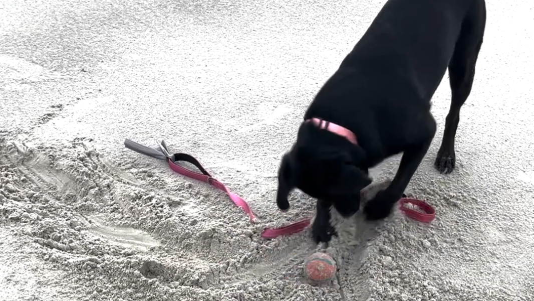 Emily the Lab playing ball after Fourth of July on Harbor Island