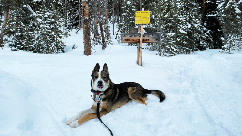 Invite Rio the loaner dog on your next Idaho snowshoe trek