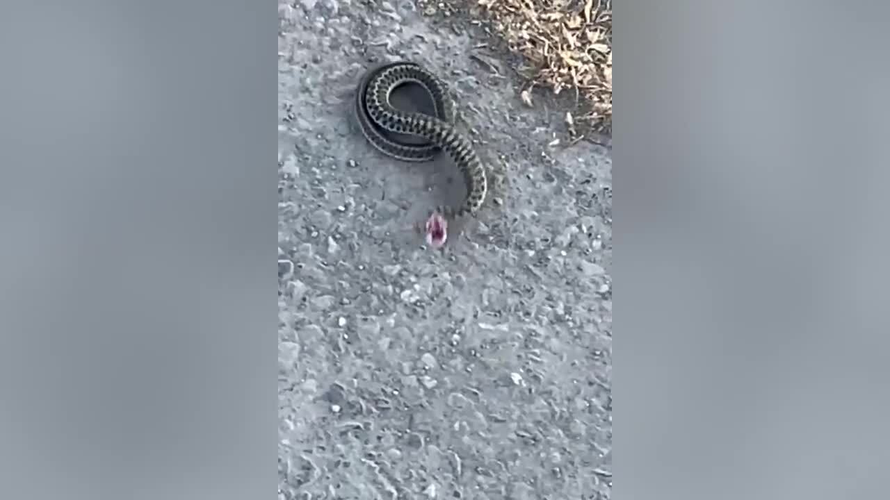 What snake species are common to Washington state and how many are venomous?