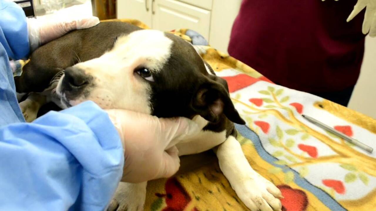24 dogs rescued from squalor at suspected KC breeding operation