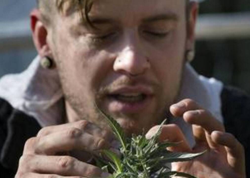 Marijuana lab fires science director, suspends operations in dispute over results