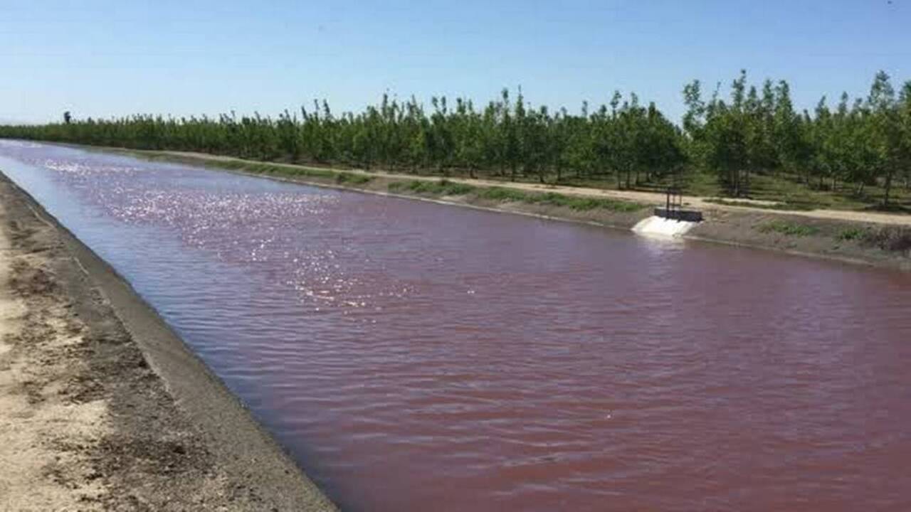 What IS that in Modesto-area canals?