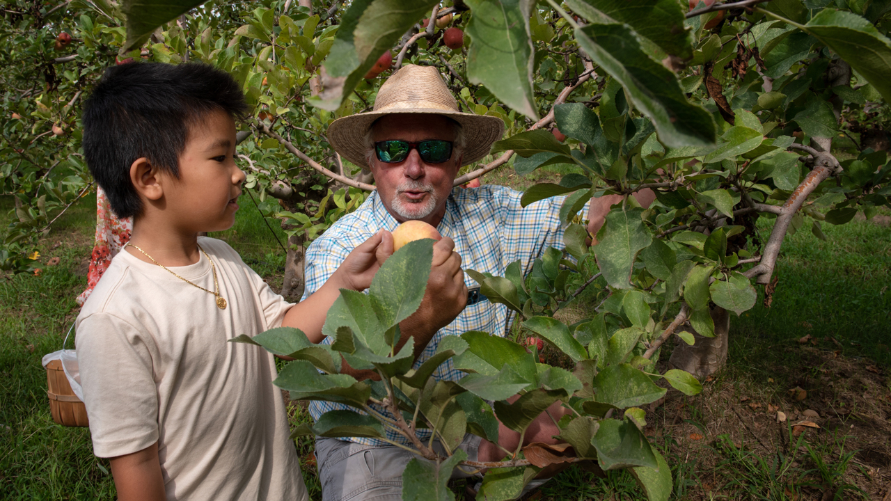 Organic apples await the picking public near Ripon. A few tips on doing it right