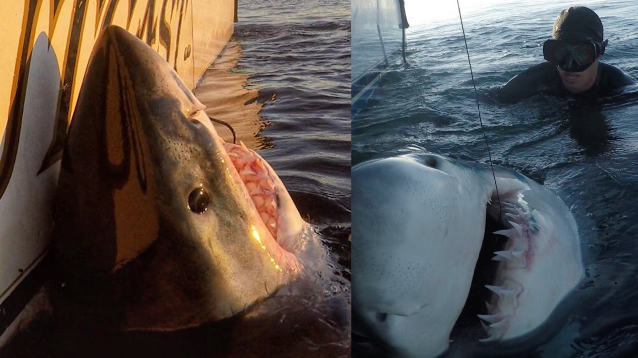 Hilton Head man hooks 7 great white sharks in 8 hours. The last shark was a 2,600-lb ‘hog’