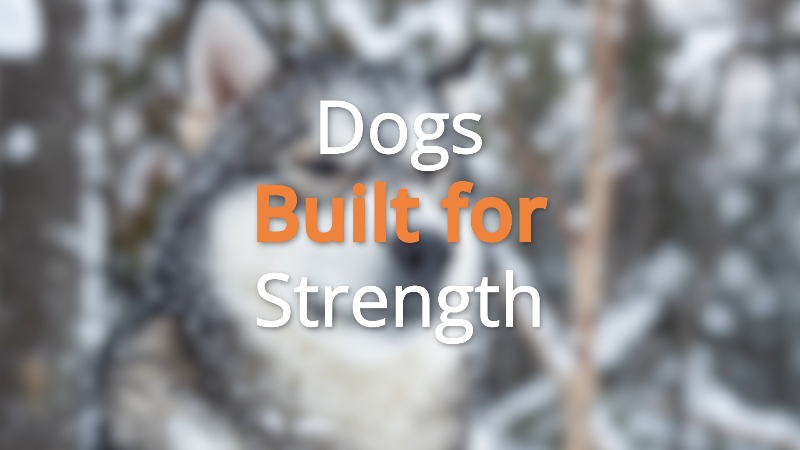 Dog breeds known for their strength