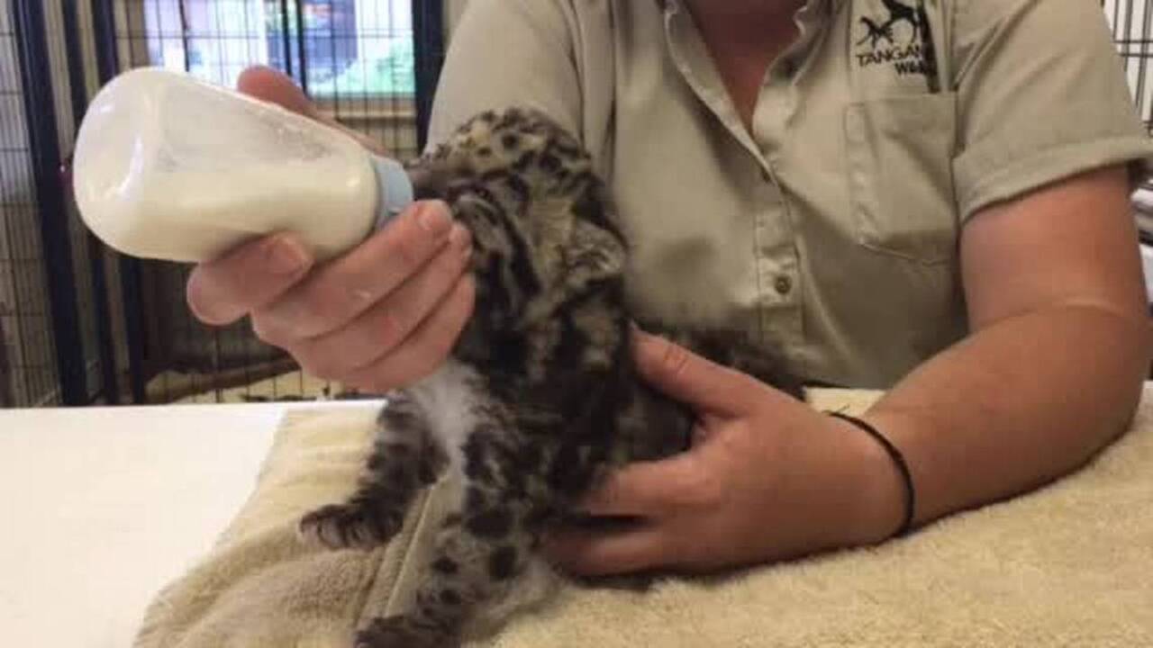 21 kittens born at Tanganyika Wildlife Park