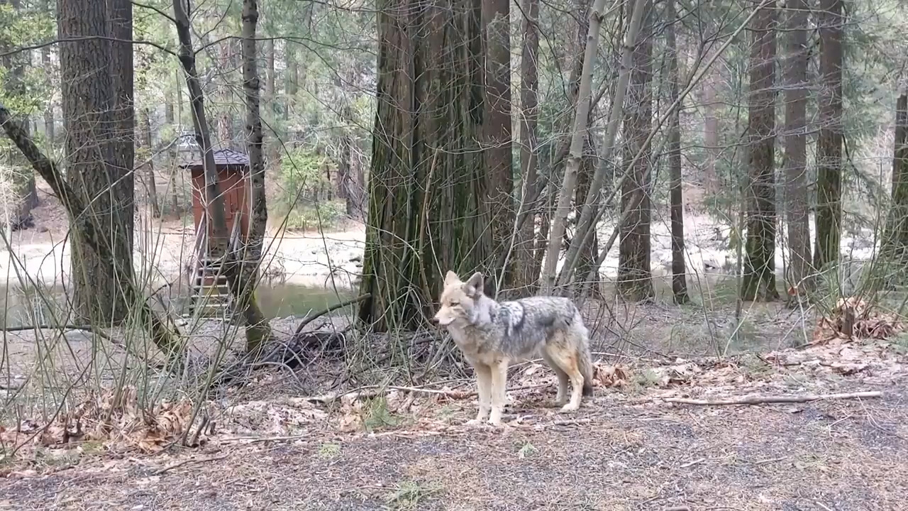 Will national parks reopen by summer? States, feds are working on a coronavirus plan