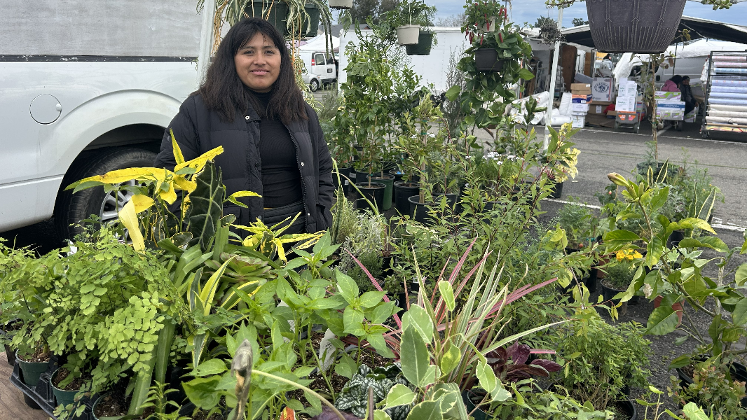 We went to the Galt Flea Market: Fresh fruit, beautiful plants and great bargains