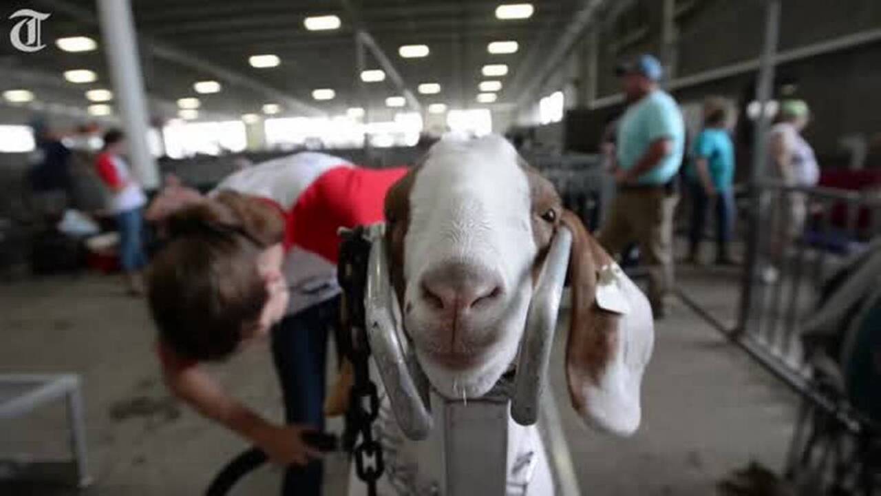 Explore the Georgia National Fair using all five of your senses