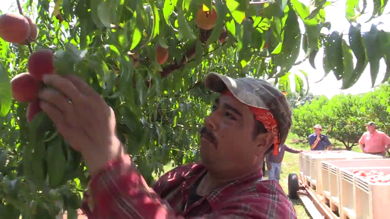 ‘We really couldn’t grow peaches without the program,’ grower says