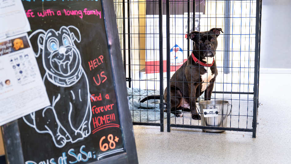 Rescue volunteers scramble to save Stanislaus dogs