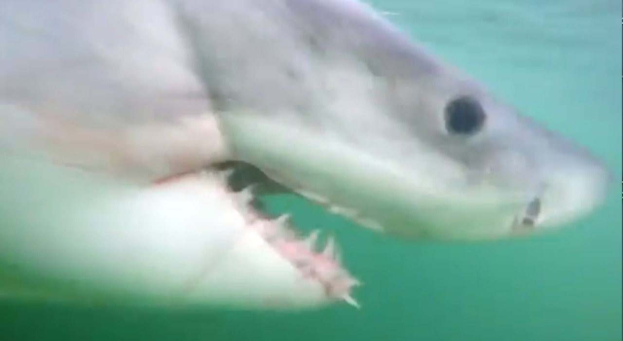 Great white shark caught and released off Hilton Head