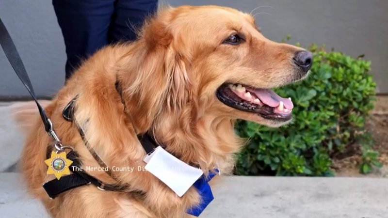 Merced County DA’s Office has a new team member. He’ll work for treats