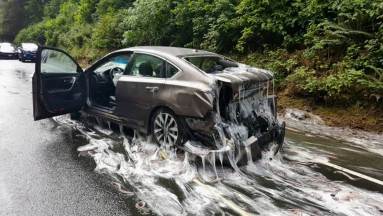 Accident leaves cars covered in slimy eels. Yes, eels.