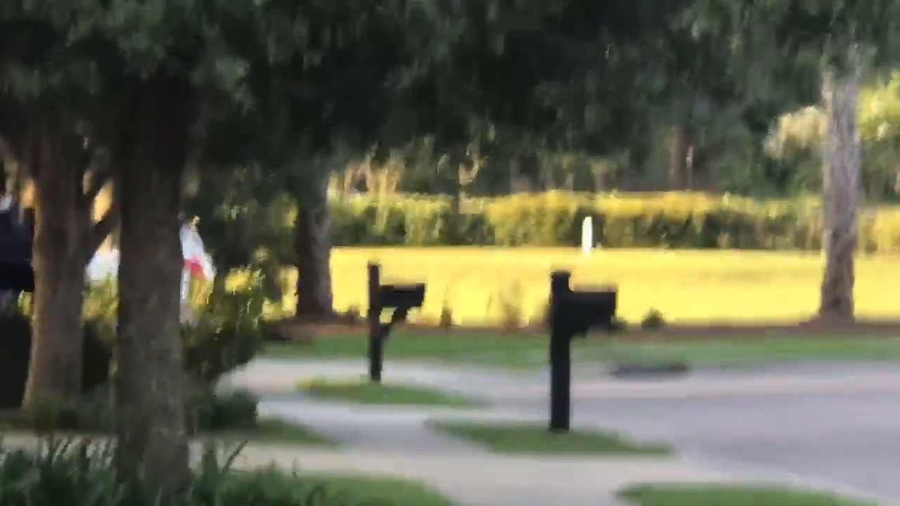 Cougar or Raccoon? What do you see?