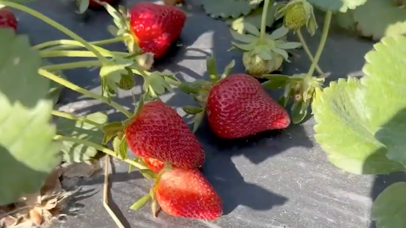 Triangle-area strawberry farms battle heat and low water