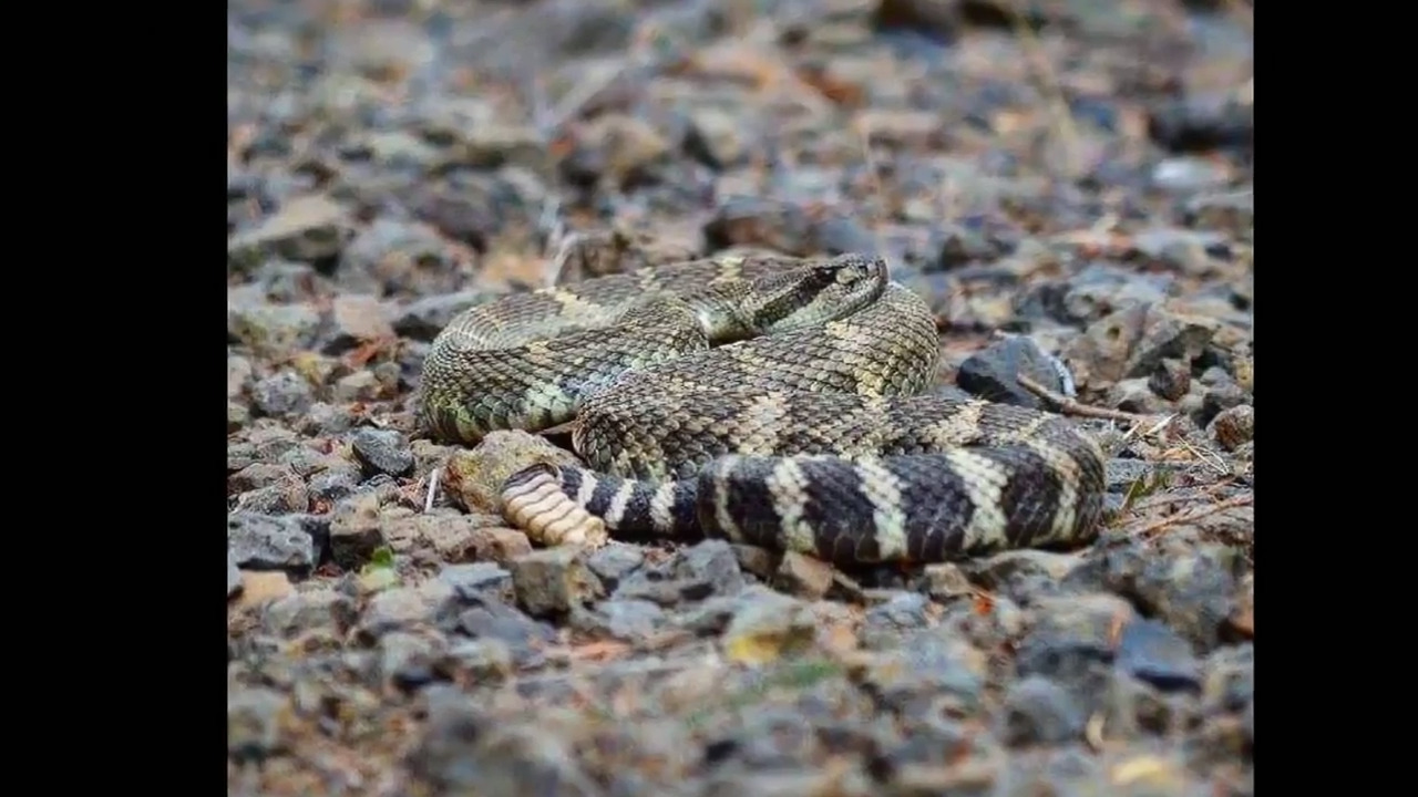 Washington Department of Fish & Wildlife herpetology scientific ...