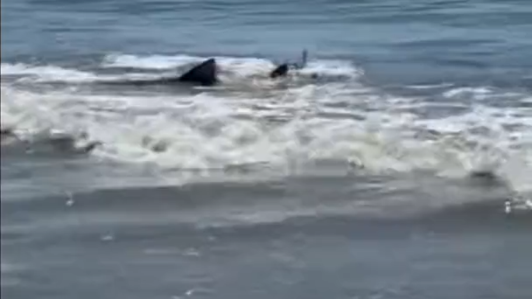 Cellphone video captures shark swimming off Hilton Head Island’s beach