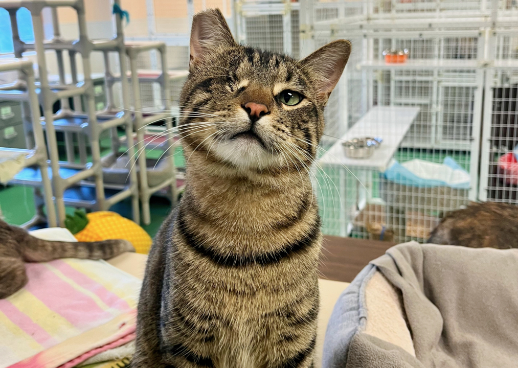 Pet Tales: Yerba the tabby cat is ready for a loving home