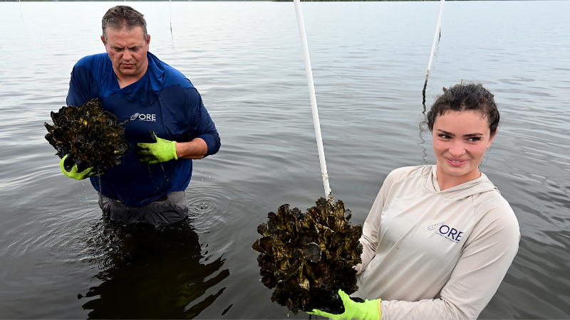 Manatee's Oyster River coming back thanks to rag pots