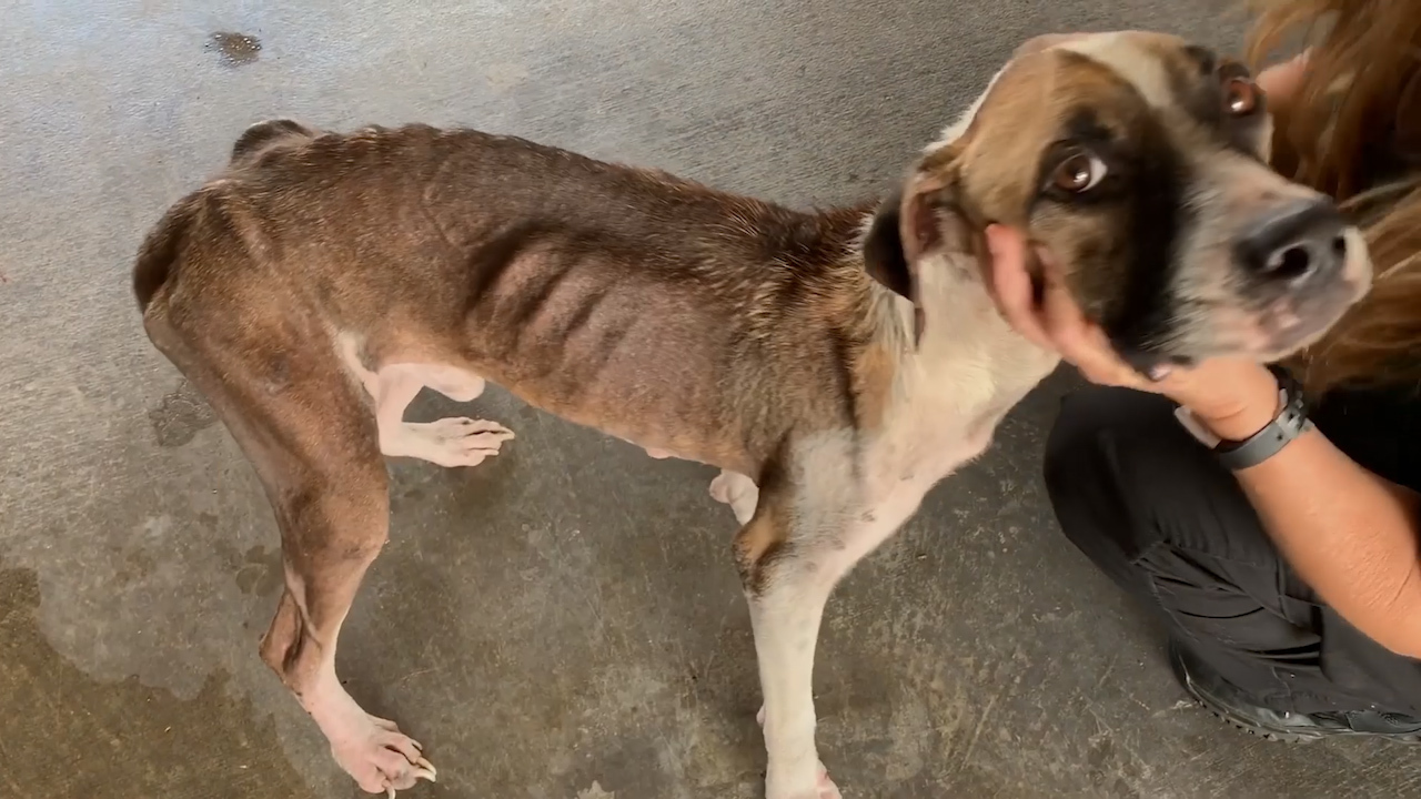 Florida man charged with animal cruelty after dog found starving ...
